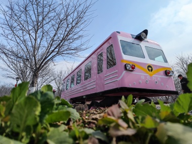 豐樂櫻花園—櫻花列車
